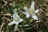 Edelweiss
