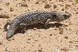 Bobtail Skink, Nambung NP