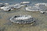 Stromatolithen, Lake Thetis, Nambung NP