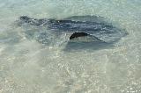 Rochen, Hamelin Bay, Leeuwin Naturaliste NP