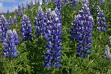 Lupinen vor Kópasker