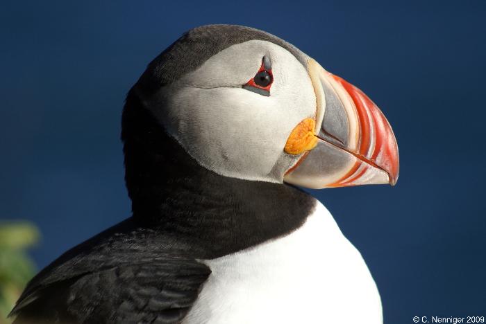 Westfjorde