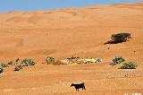 Ramlat al Wahiba bei Raka