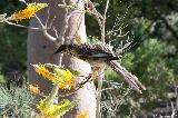 Red Wattle Bird, Yellow Flame Grevillea