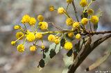 Golden Wattle, Acacia pycnantha, Perth