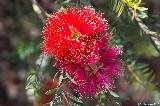 Scarlet Featherflower, Botanischer Garten