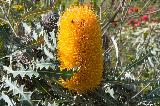 Ashbys Banksia, Botanischer Garten, Perth