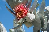 Eucalyptus macrocarpa, Botanischer Garten