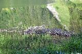 Alplersee