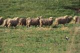 Schafe bei Clare