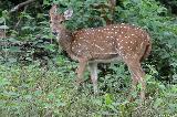 Ooty -
                              Nagarhole National Park
