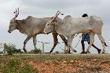 Arsikere
                              - Hospet