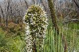 Grasbume, Torndirrup NP