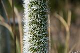 Grasbume, Torndirrup NP